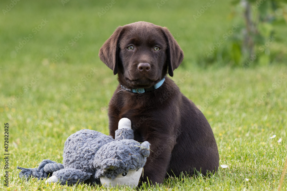 labrador retriever puppy playing labrador retriever puppy playing
