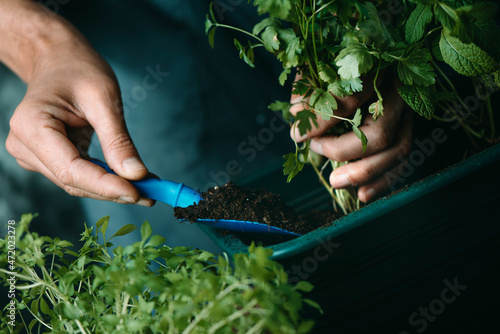 Εκτύπωση καμβά man plants a parsley plant using a plastic trowel