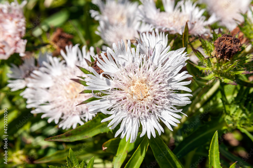 Stokesia Laevis 'Silver Moon' a summer autumn fall flowering plant with a white summertime flower commonly known as Stoke's Aster, stock photo image Stokesia Laevis 'Silver Moon' a summer autumn fall flowering plant with a white summertime flower commonly known as Stoke's Aster, stock photo image