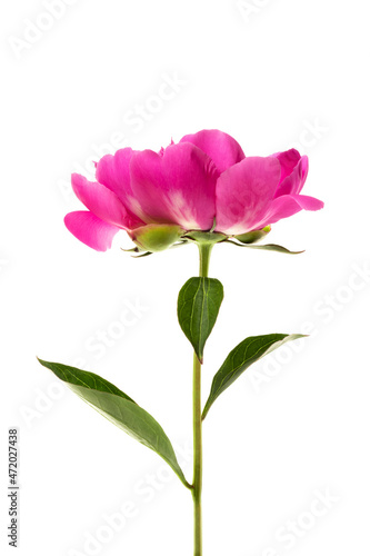 Beautiful pink peony isolated on white background. Floral card design