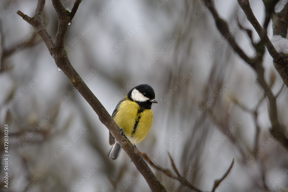 Great tit on a branch in winter without snow Great tit on a branch in winter without snow