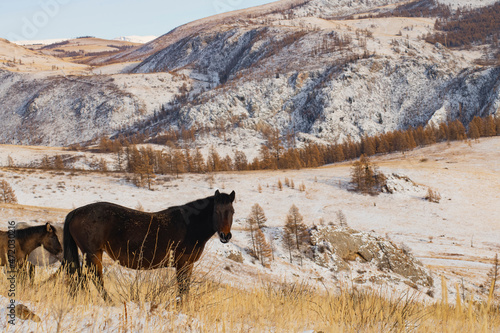 horse in the mountains