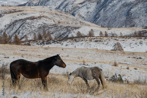 horses in the snow