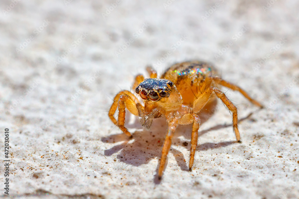 Macro image of a jumping spider. Close up a shot of animal and insect