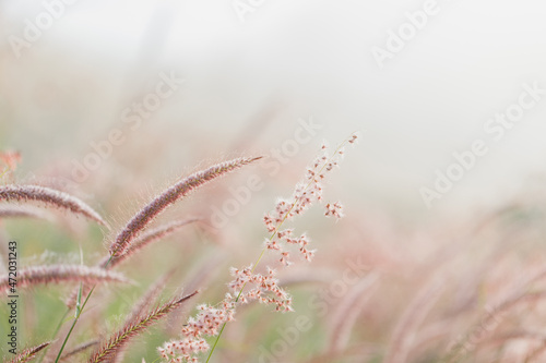 Nature view of grass flower on blurred greenery background in garden with natural flowers landscape  ecology  fresh wallpaper concept.