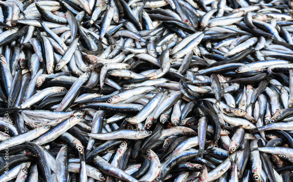Fresh Anchovy hamsi. A lot of fish Fresh Anchovy hamsi. A lot of fish