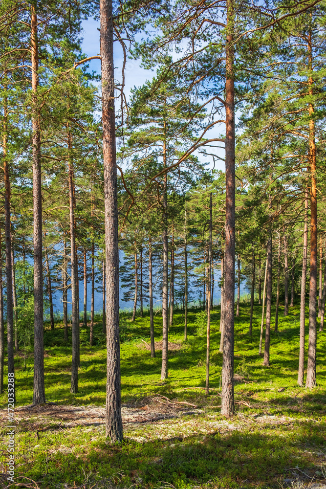 Pine woodland at a lake in the summer