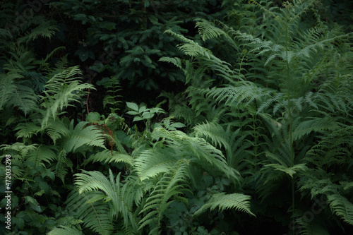 Fototapeta Naklejka Na Ścianę i Meble -  fern in the forest