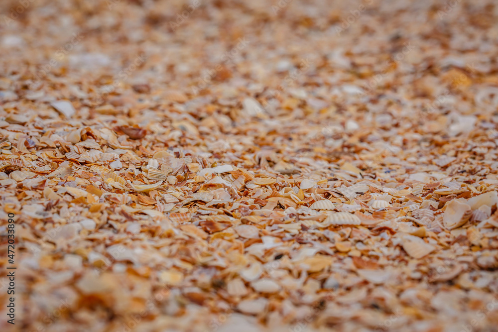 Fototapeta premium Small seashells on the beach. Shellfish shells. One of the types of beaches. Rest at the sea.