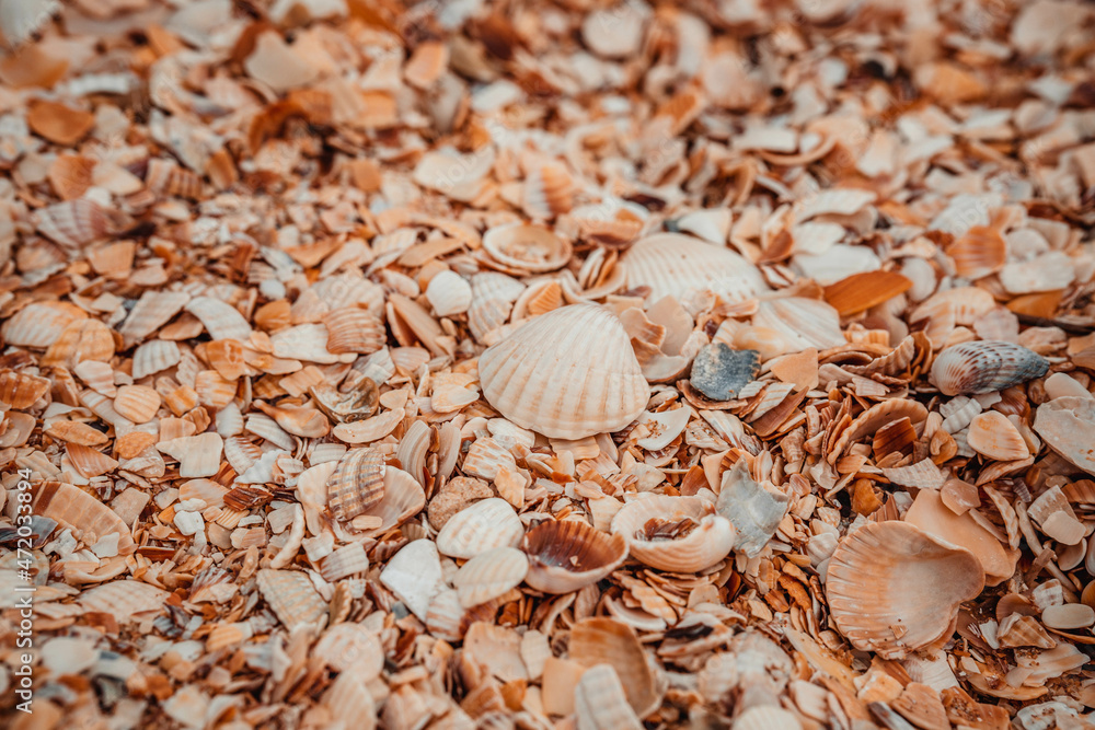Fototapeta premium Small seashells on the beach. Shellfish shells. One of the types of beaches. Rest at the sea.