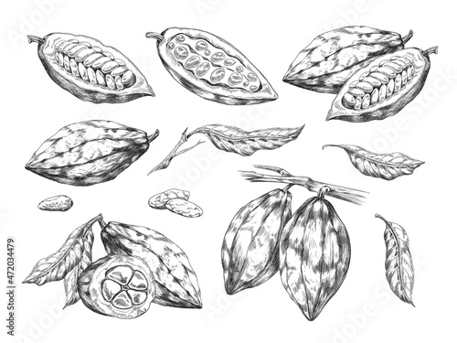 Vector set of chocolate cacao beans, branches with leaves and fruits with seeds.