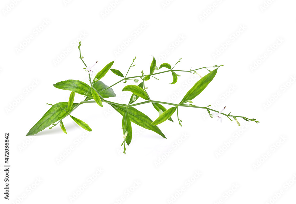 Fresh of Andrographis paniculata, King of Bitters plant, Green chiretta. Isolated on white background Fresh of Andrographis paniculata, King of Bitters plant, Green chiretta. Isolated on white background