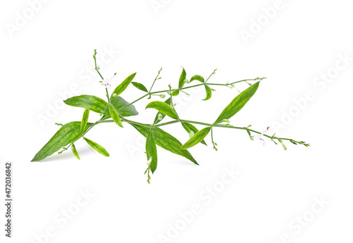 Fresh of Andrographis paniculata, King of Bitters plant, Green chiretta. Isolated on white background