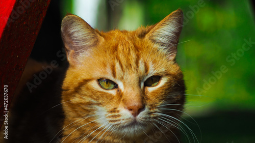 Quel adorable petit chat roux, avec son regard acéré, observant assidûment quelque chose au loin