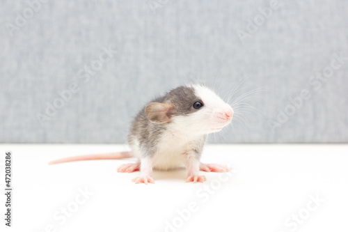 Decorative Dumbo rat sits on white and grey background, front view. Animal themes