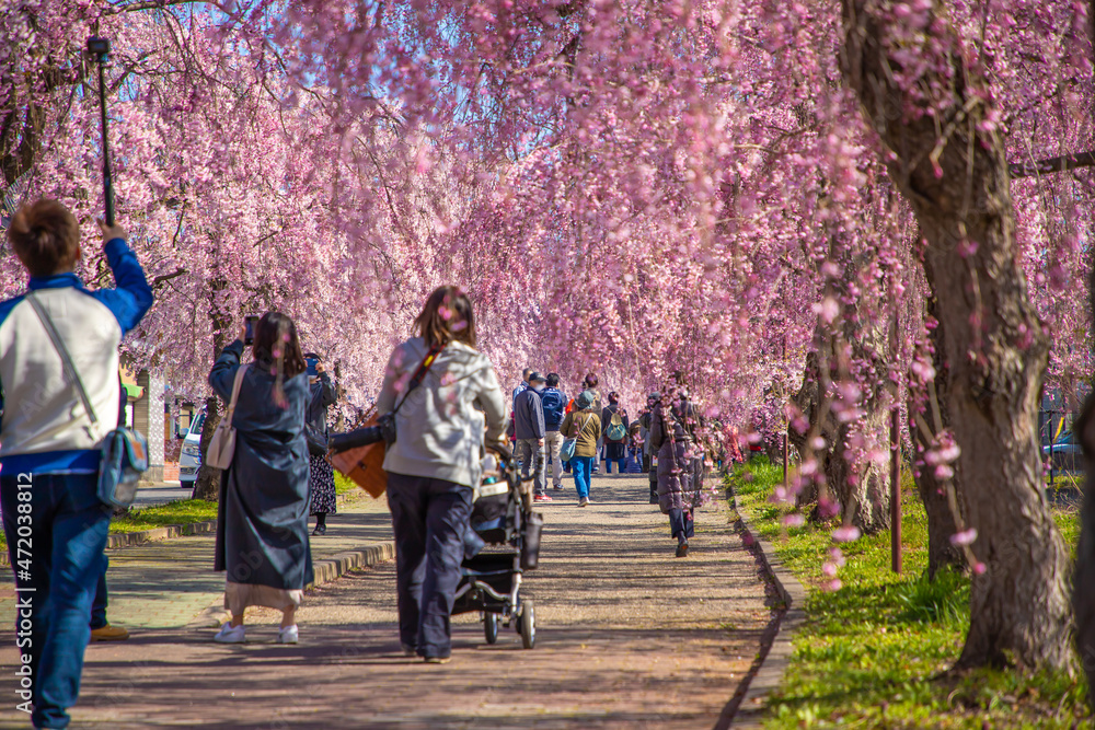 Fototapeta premium 福島県 喜多方市 日中線しだれ桜並木