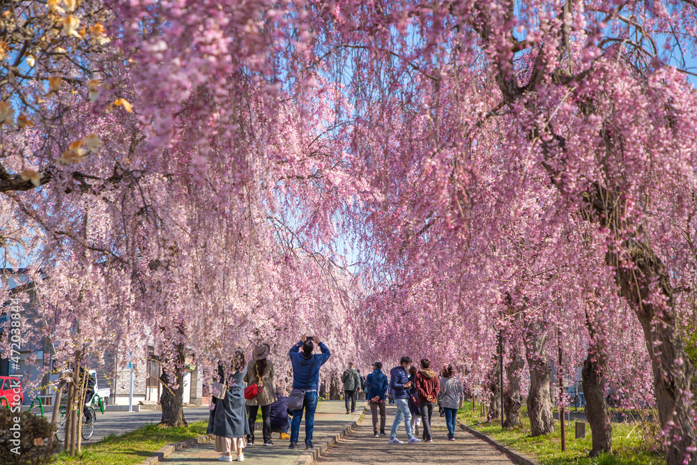 福島県 喜多方市 日中線しだれ桜並木 福島県 喜多方市 日中線しだれ桜並木