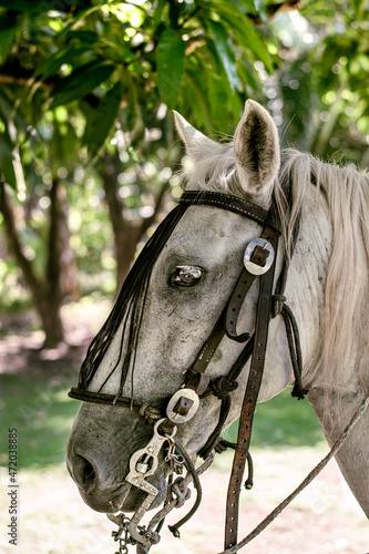 horse in the stable. Derian Lopez  photo