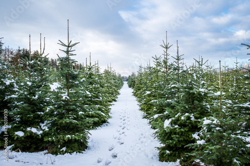 Winter landscape background. A footpath with footprints leads through a tree nursery with small and large snow-covered fir trees. Christmas tree farm on a cloudy winter day.