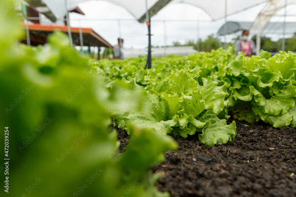 Organic lettuce grown on the ground,Fresh lettuce in a vegetable garden Organic lettuce grown on the ground,Fresh lettuce in a vegetable garden