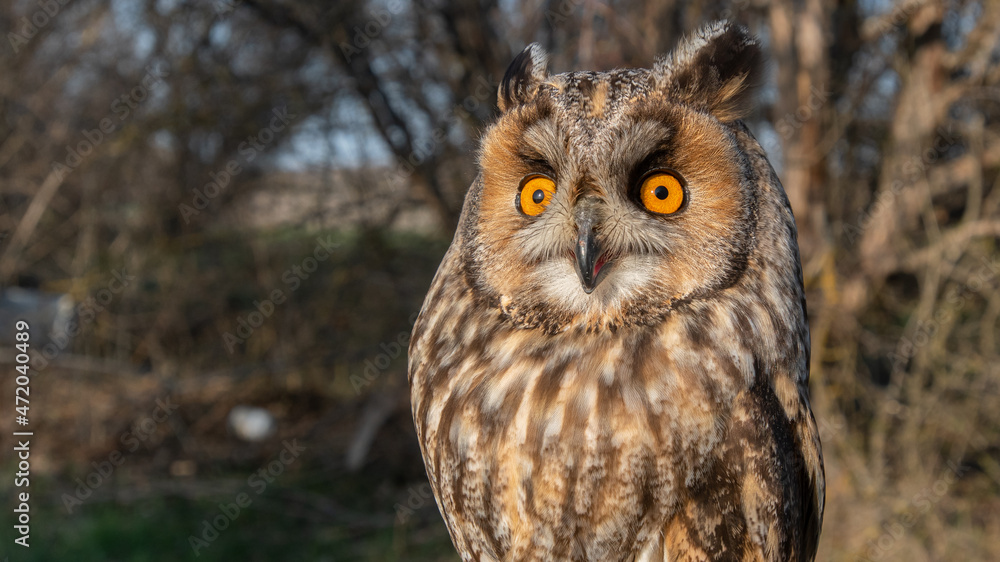 Long-eared Owl Asio Otus in the wild Long-eared Owl Asio Otus in the wild