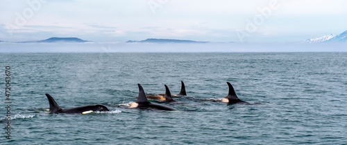 Killer whales in the Pacific Ocean against the background of volcanoes. Kamchatka Peninsula, Russia. 