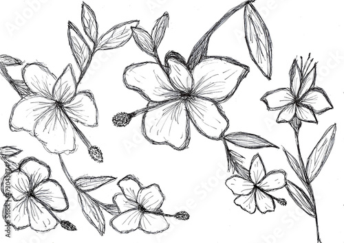  Hand drawing of Hibiscus flower and Chinese Rose with black ink