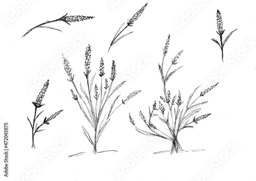  Hand drawing of Grass flowers with black ink