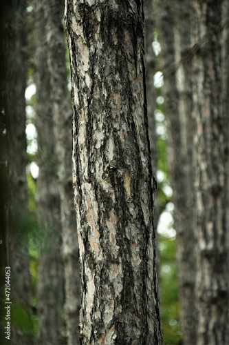 Fototapeta Naklejka Na Ścianę i Meble -  tree trunk in the forest