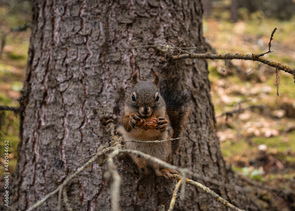 Squirrel gnawing pine cone on branch in autumn forest Squirrel gnawing pine cone on branch in autumn forest
