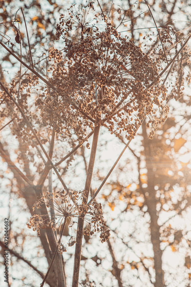 flower in autumn in a forest with sun flower in autumn in a forest with sun