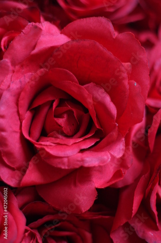Red rose closeup