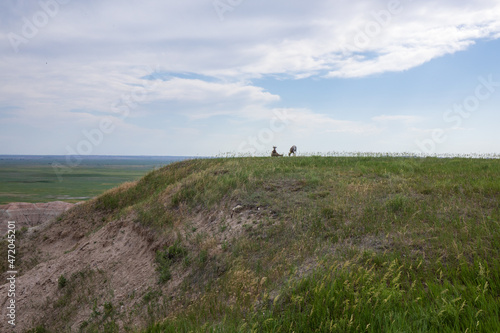 Homestead Overlook and mountain goat in Badland national park during summer. From grassland to valley. Badland landscape South Dakota.
