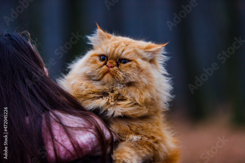 piękny rudy pers kot spacer na rękach kobiety