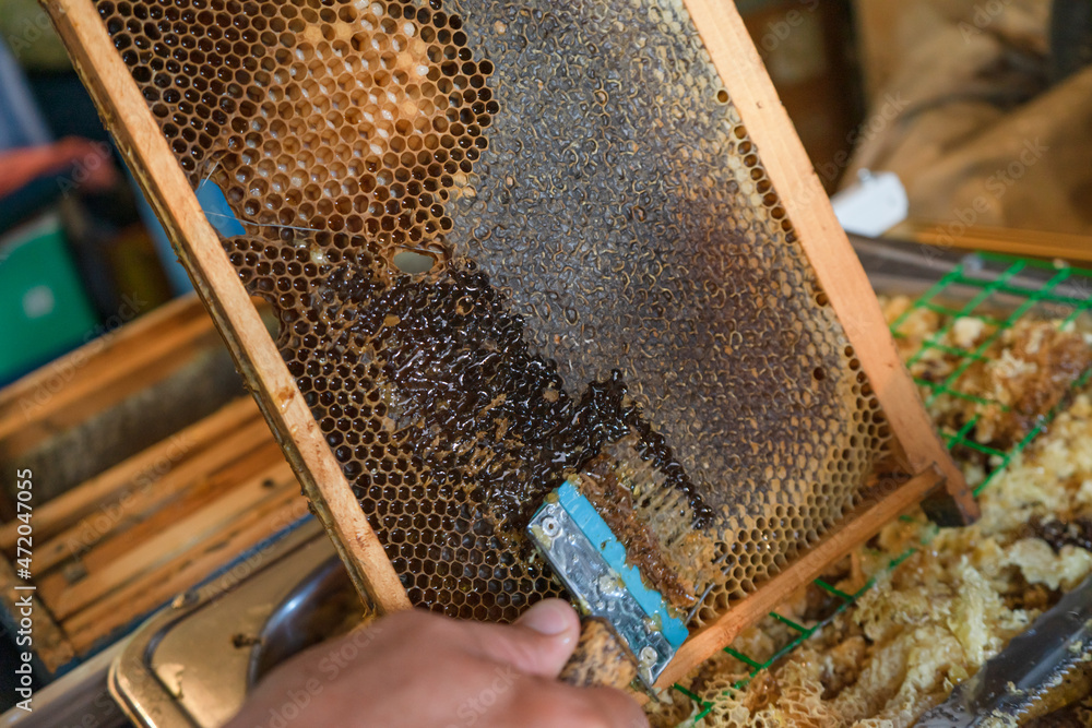 the process of collecting honey, printing a honeycomb in a frame and pumping honey the process of collecting honey, printing a honeycomb in a frame and pumping honey