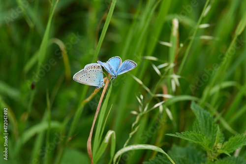 Vogelwicken-Bläuling (Polyommatus amandus) Männchen