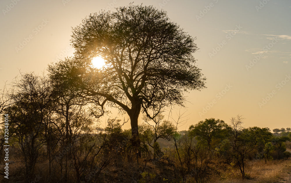 African sunset in Kruger National Park