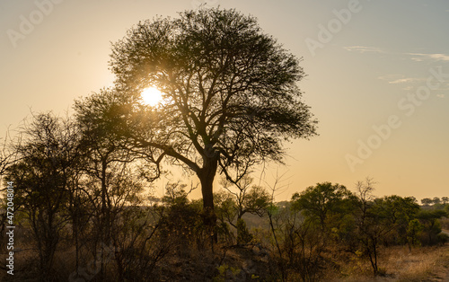 African sunset in Kruger National Park