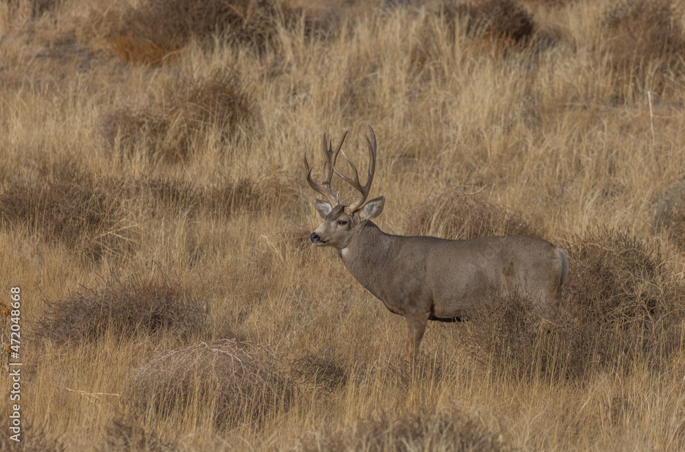 Mule Deer Buck in the Rut in Colorado in Fall Mule Deer Buck in the Rut in Colorado in Fall