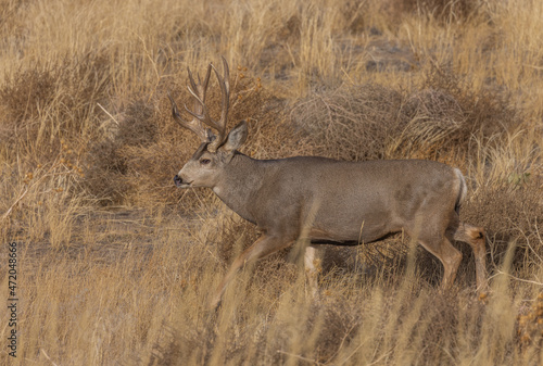 Mule Deer Buck in the Rut in Colorado in Fall