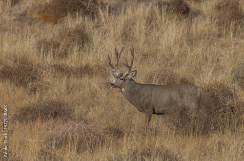 Mule Deer Buck in the Rut in Colorado in Fall