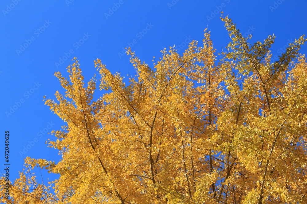 Ginkgo tree autumn foliage