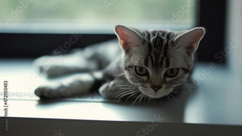 Cute little kitten lies on the windowsill photo