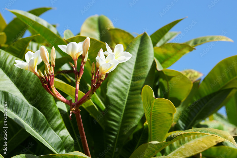 Frangipani (Plumeria) flowers with green leaves on a blue sky background in the tropical garden. Frangipani (Plumeria) flowers with green leaves on a blue sky background in the tropical garden.