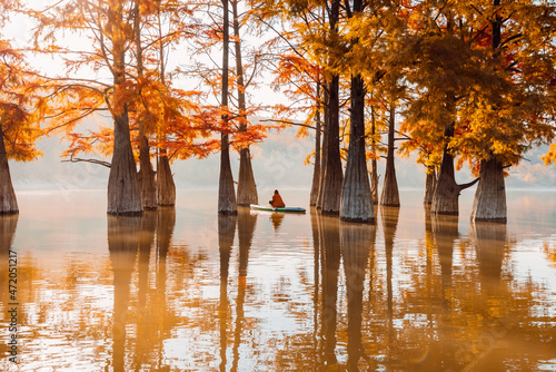 Woman meditation on stand up paddle board at lake with autumnal Taxodium trees and morning light photo