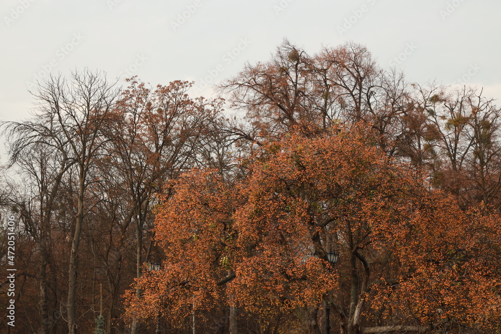 The trees against the sky
