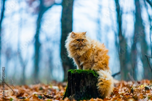 piękny kot pers na pniu las spacer wycieczka