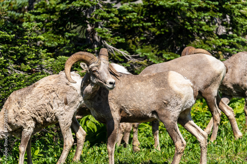 Bighorn sheep in a meadow in Glacier National Park