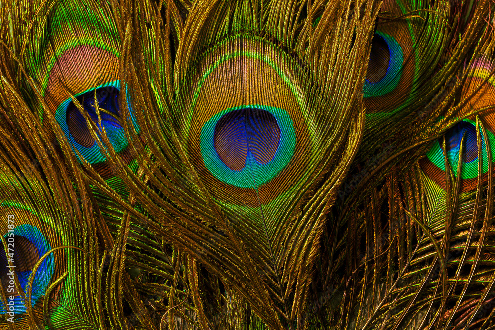 Fototapeta premium macro peacock feathers,Peacock feather,Beautiful exotic peacock feather on white background with copy space.