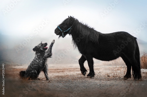 dog and horse cute photo friends pet magical portrait 